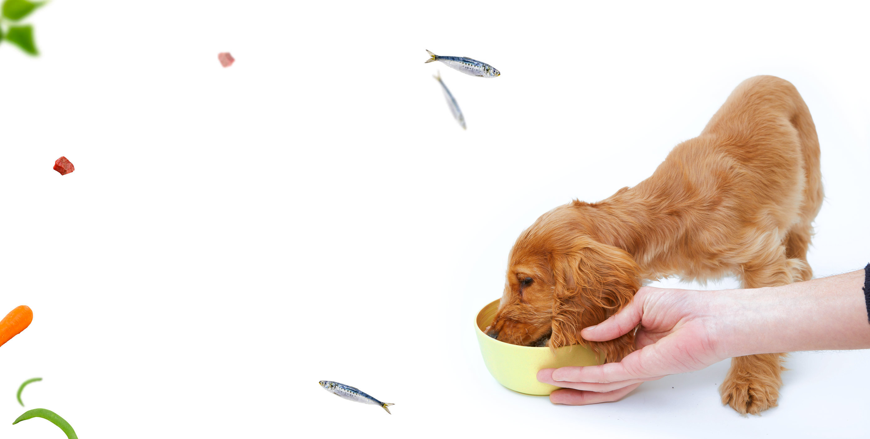 Cucchiai per la pappa di cani e gatti YUnnuopromi in acciaio INOX Cat Pttern Matte 